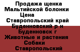 Продажа щенка Мальтийской болонки › Цена ­ 20 000 - Ставропольский край, Буденновский р-н, Буденновск г. Животные и растения » Собаки   . Ставропольский край